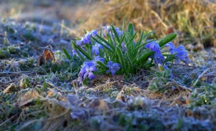Возможно всё&hellip; Даже заморозки
