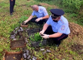 На приусадебном участке жителя станицы Андрюки полицейские обнаружили 111 кустов конопли
