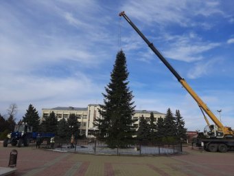 Новогоднюю ель в Мостовском нарядят профессиональные дизайнеры